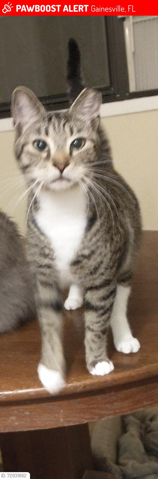 Lost Female Cat last seen NE 10th Dr, near NE 9th St and 23rd Ave, Gainesville, FL 32609