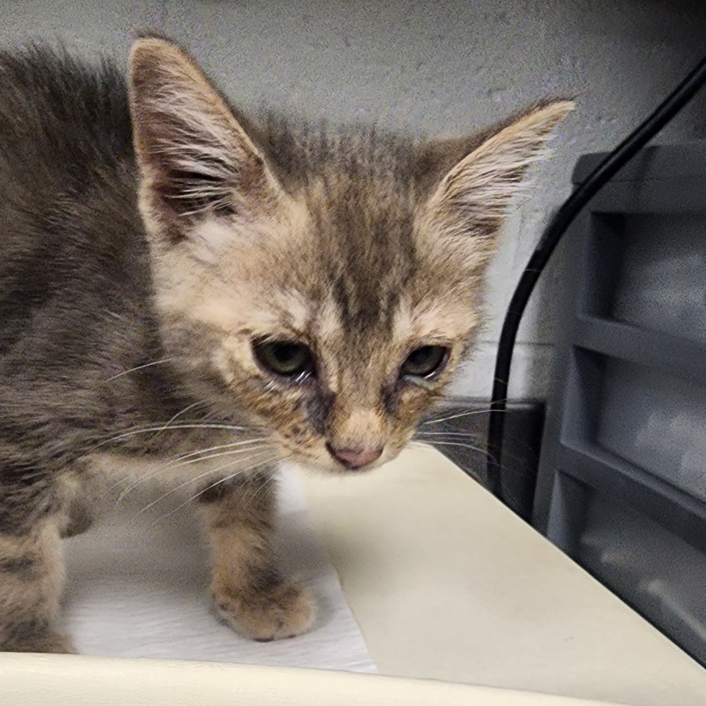 Shelter Stray Female Cat last seen , Greenville, SC 29609