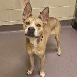Shelter Stray Female Dog last seen , Norman, OK 73072