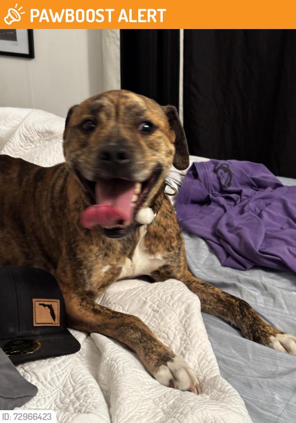 Found/Stray Female Dog last seen in my yard around 10pm, Panama City Beach, FL 32408