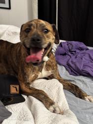 Found/Stray Female Dog last seen in my yard around 10pm, Panama City Beach, FL 32408