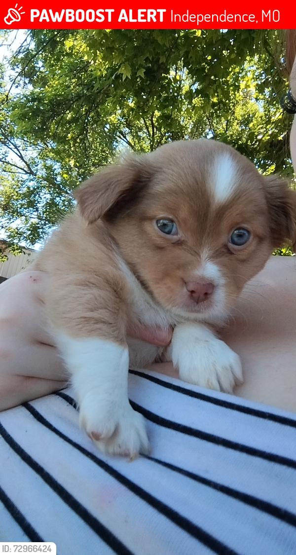 Lost Male Dog last seen 19th st, Independence, MO 64058