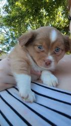 Lost Male Dog last seen 19th st, Independence, MO 64058