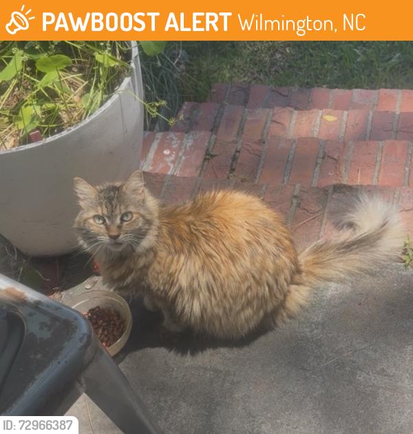Found/Stray Unknown Cat last seen South 39th St and Park Ave, Wilmington, NC 28403