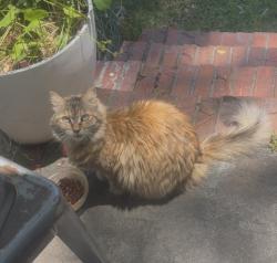 Found/Stray Unknown Cat last seen South 39th St and Park Ave, Wilmington, NC 28403