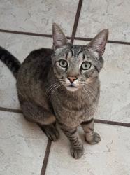 Lost Female Cat last seen Shangrila Dr. east of Fair Oaks Blvd., Fair Oaks, CA 95628