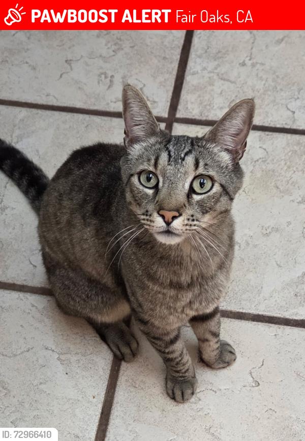 Lost Female Cat last seen Shangrila Dr. east of Fair Oaks Blvd., Fair Oaks, CA 95628