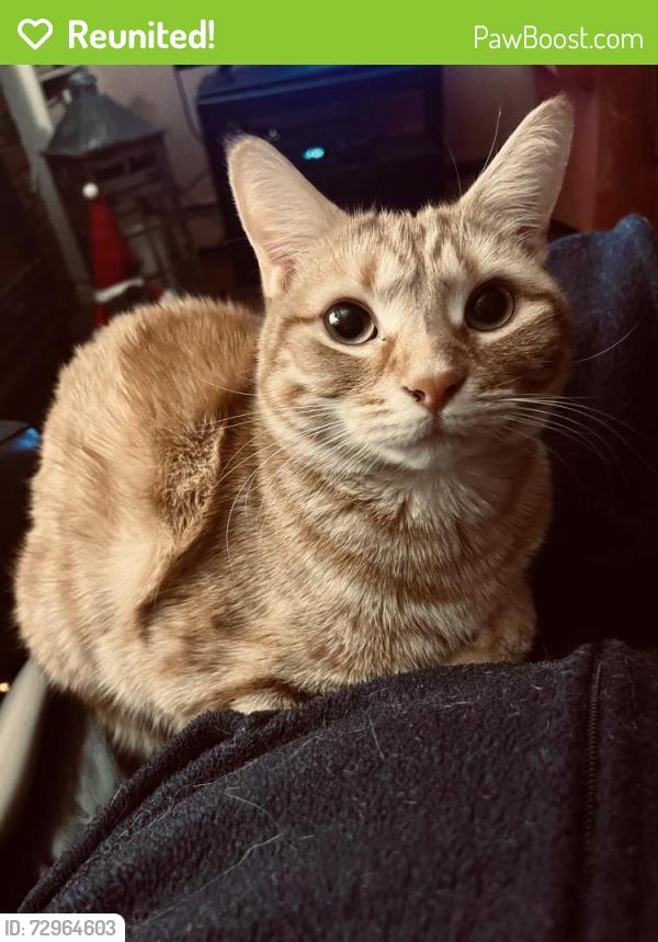 Reunited Female Cat last seen York Towne Terrace, Holden, MA 01520, USA, Holden, MA 01520
