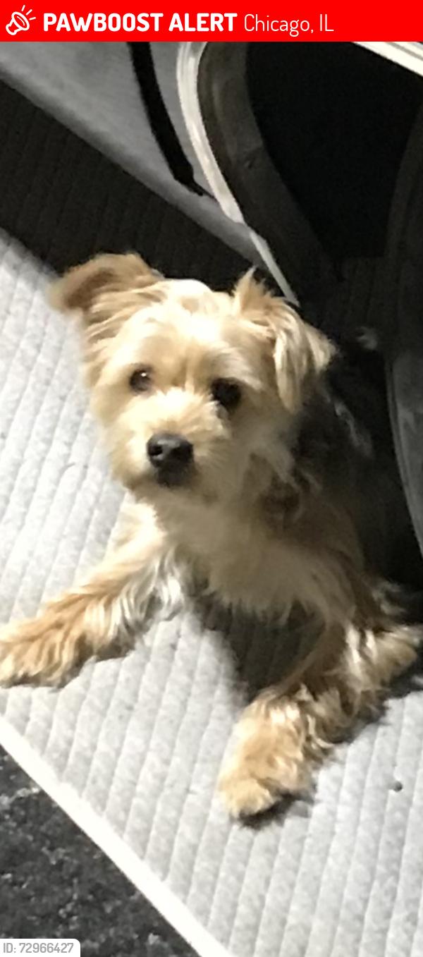 Lost Male Dog last seen Near s Halsted , Chicago, IL 60621