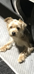 Lost Male Dog last seen Near s Halsted , Chicago, IL 60621