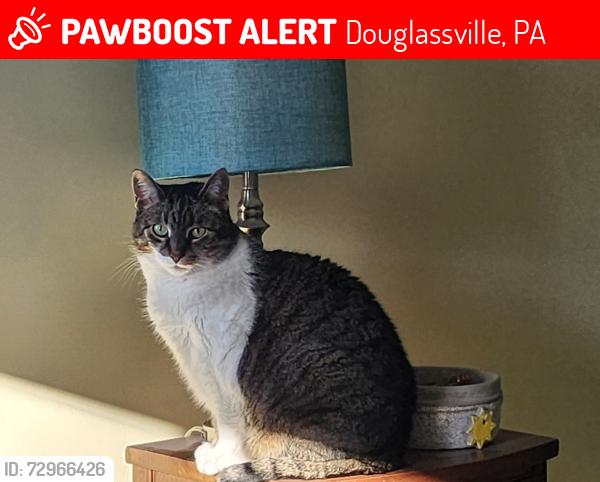 Lost Female Cat last seen Meetinghouse Rd, Douglassville, PA 19518