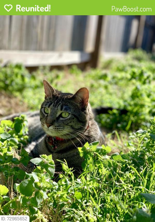 Reunited Male Cat last seen Near greenock road, delmar, ny, Delmar, NY 12054