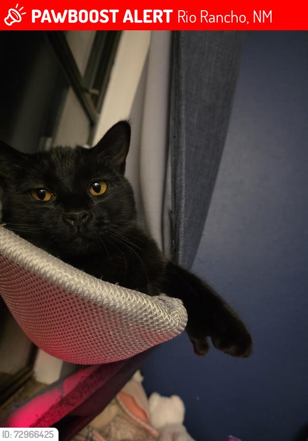 Lost Female Cat last seen Emerald and Aquamarine , Rio Rancho, NM 87124