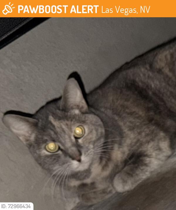 Found/Stray Unknown Cat last seen Elkhorn / Fort Apache / severance , Las Vegas, NV 89149
