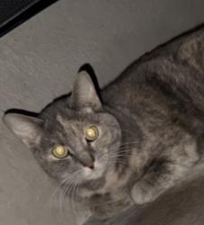 Found/Stray Unknown Cat last seen Elkhorn / Fort Apache / severance , Las Vegas, NV 89149