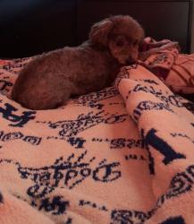 Lost Female Dog last seen Marengo / Soto, Los Angeles, CA 90033