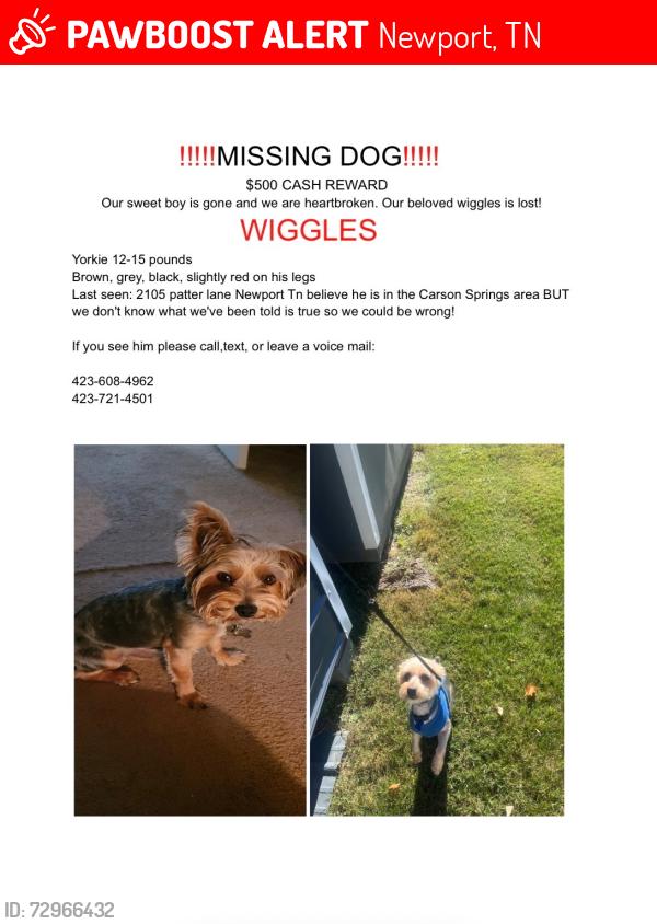 Lost Male Dog last seen Old severille hwy , Newport, TN 37821