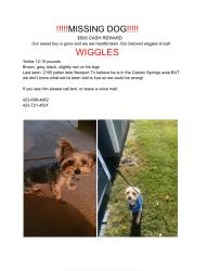 Lost Male Dog last seen Old severille hwy , Newport, TN 37821
