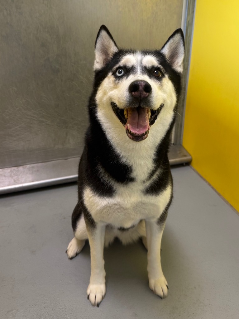 Shelter Stray Female Dog last seen Midwest City, Oklahoma City, OK 73110