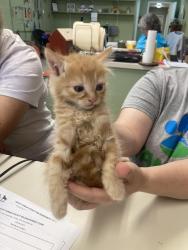 Shelter Stray Female Cat last seen Out of Town, Burnsville, NC 28714