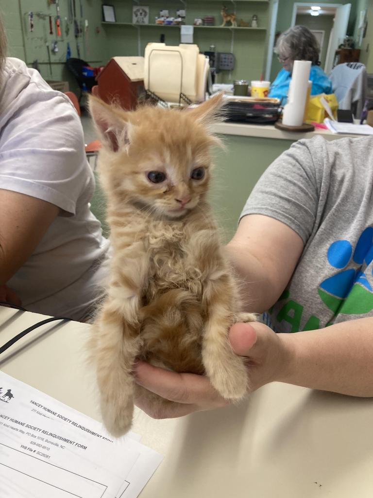 Shelter Stray Female Cat last seen Out of Town, Burnsville, NC 28714