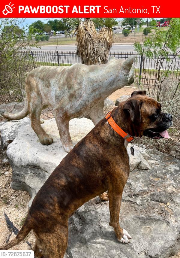 Lost Male Dog last seen Huebner and Vance Jackson , San Antonio, TX 78208