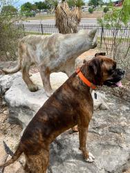 Lost Male Dog last seen Huebner and Vance Jackson , San Antonio, TX 78208