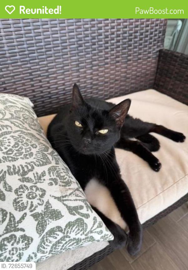 Reunited Female Cat last seen Livingston and Ravina Way, Naples, FL 34110