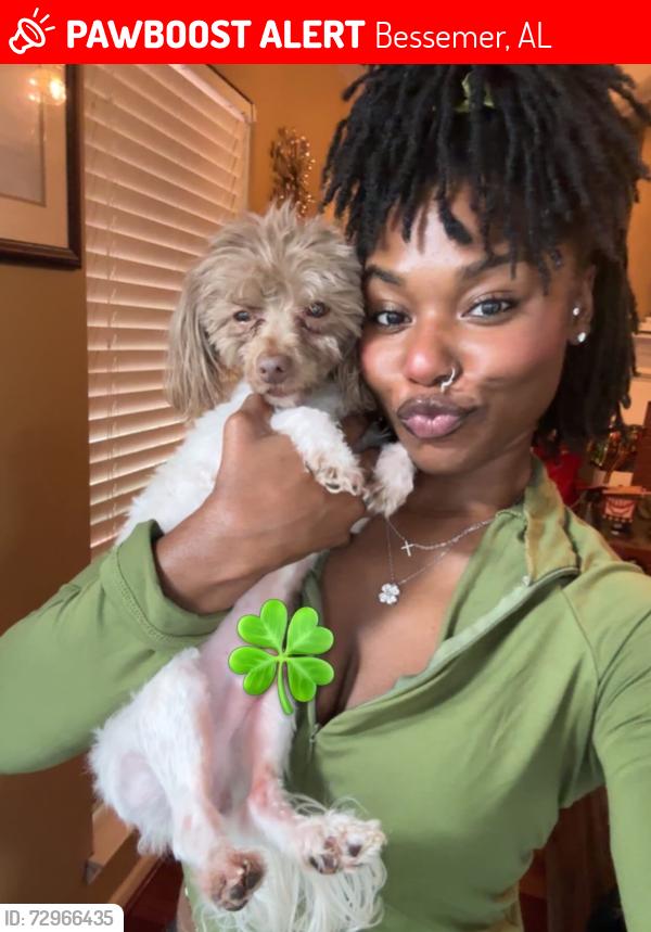 Lost Male Dog last seen King Street & 26th Avenue , Bessemer, AL 35023