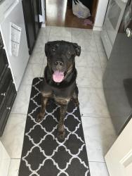 Found/Stray Male Dog last seen Brookfield dr , Sacramento, CA 95823