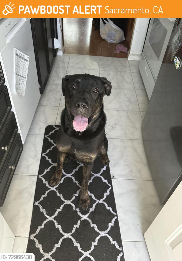 Found/Stray Male Dog last seen Brookfield dr , Sacramento, CA 95823