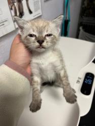 Shelter Stray Male Cat last seen Bexar County, New Braunfels, TX 78130
