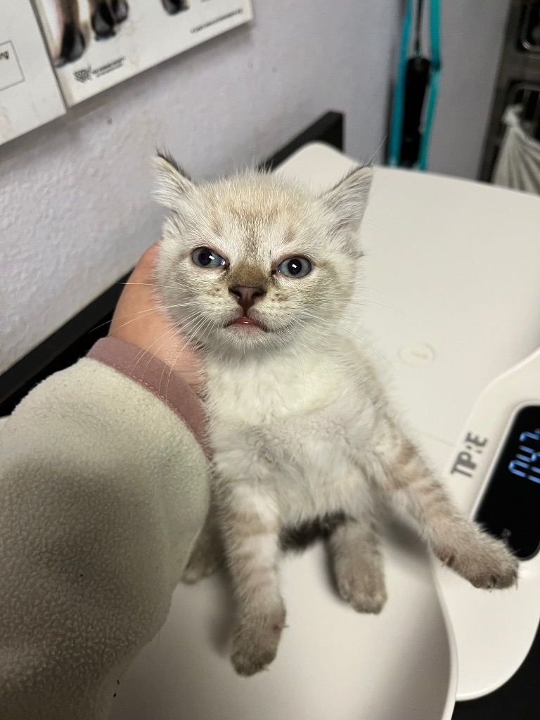 Shelter Stray Male Cat last seen Bexar County, New Braunfels, TX 78130