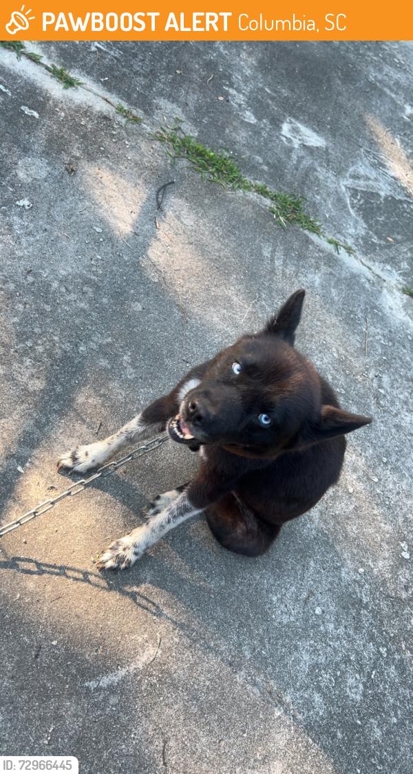 Found/Stray Female Dog last seen Farrow Rd and Standish St, Columbia, SC 29203