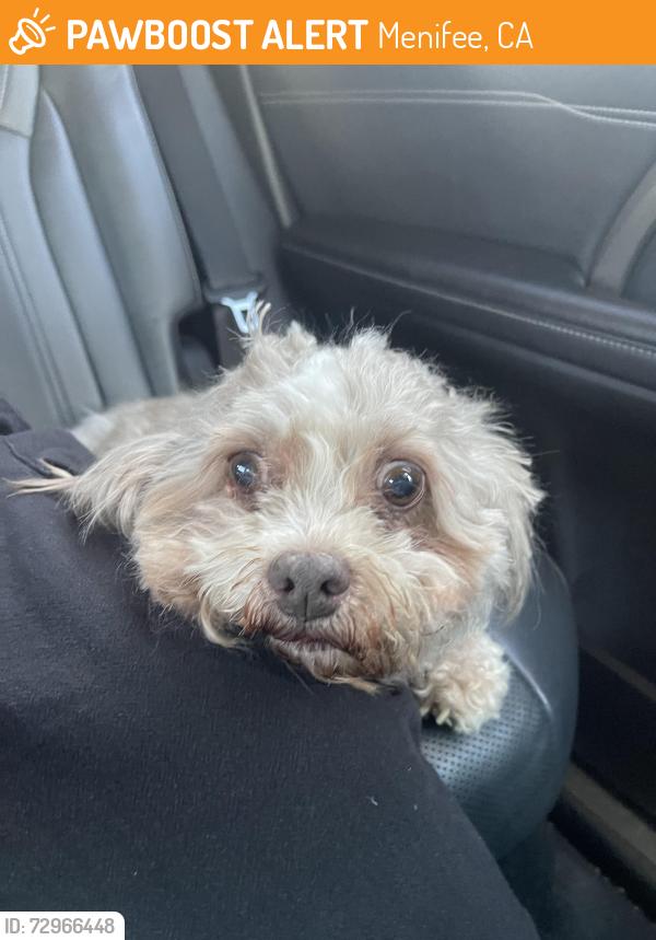 Found/Stray Male Dog last seen Shadow Ridge Dr, Menifee, CA 92584