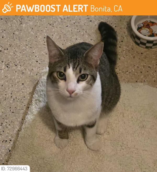 Found/Stray Unknown Cat last seen CENTRAL AVE, Bonita, CA 91902