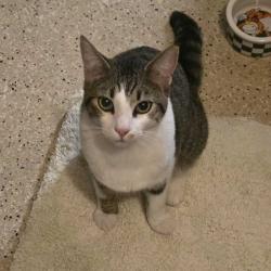 Found/Stray Unknown Cat last seen CENTRAL AVE, Bonita, CA 91902