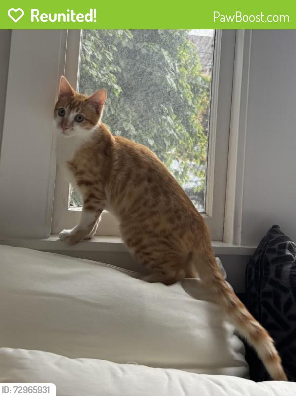 Reunited Male Cat last seen Alcatraz & Racine, Oakland, CA 94609