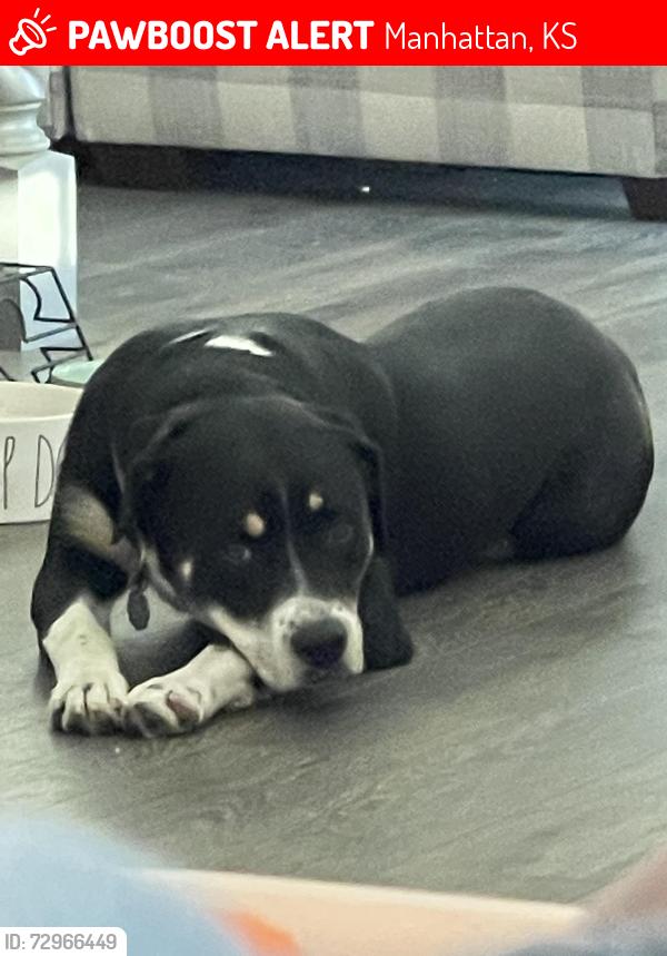 Lost Male Dog last seen Ledgestone & Miller park, Manhattan, KS 66503