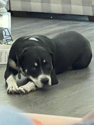 Lost Male Dog last seen Ledgestone & Miller park, Manhattan, KS 66503