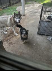 Lost Male Dog last seen Yellowstone dr , Mansfield, TX 76063