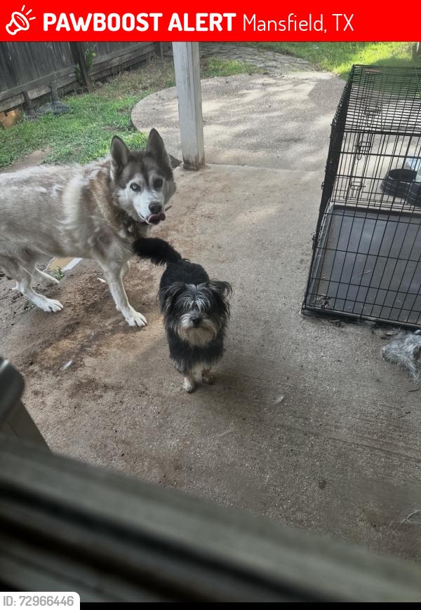 Lost Male Dog last seen Yellowstone dr , Mansfield, TX 76063