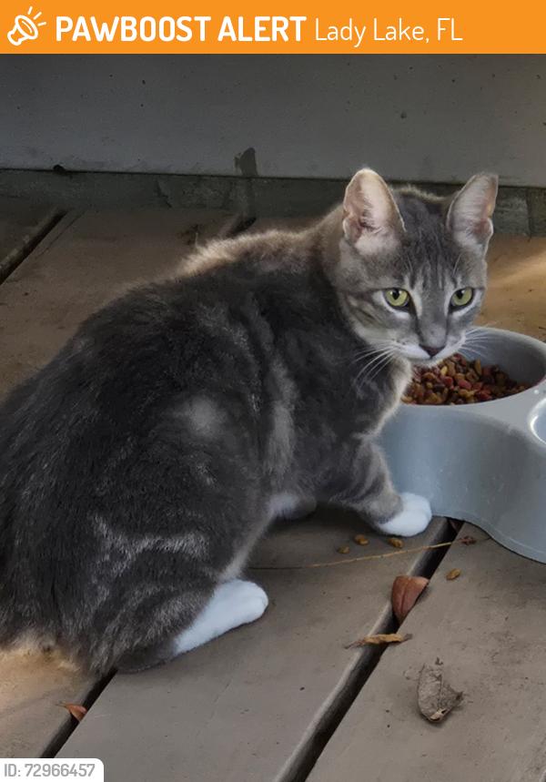 Found/Stray Female Cat last seen Saint Andrews Blvd Pinehurst, Lady Lake, FL 32159