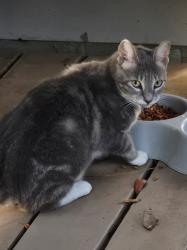 Found/Stray Female Cat last seen Saint Andrews Blvd Pinehurst, Lady Lake, FL 32159