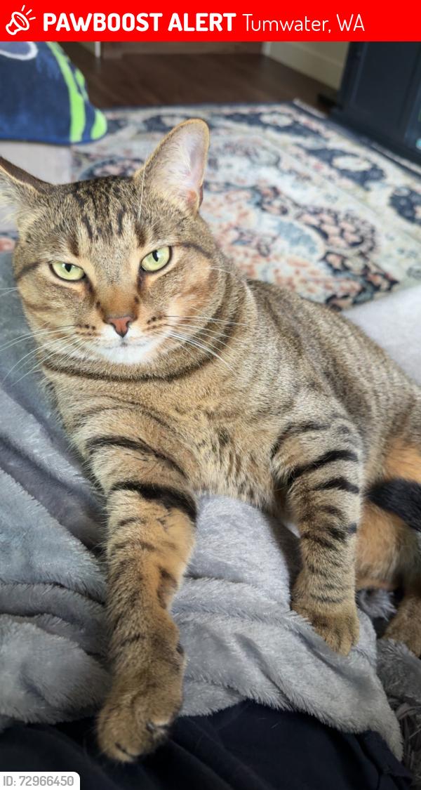 Lost Male Cat last seen 92nd Way & Shootingstar, Tumwater, WA 98501