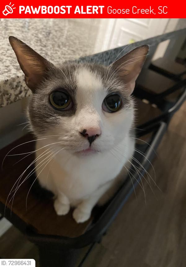 Lost Female Cat last seen Near Wathen Dr, Goose Creek , Goose Creek, SC 29445