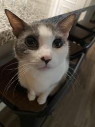 Lost Female Cat last seen Near Wathen Dr, Goose Creek , Goose Creek, SC 29445