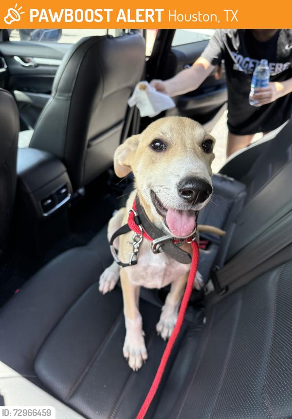 Found/Stray Female Dog last seen Jack and The Box, Houston, TX 77064