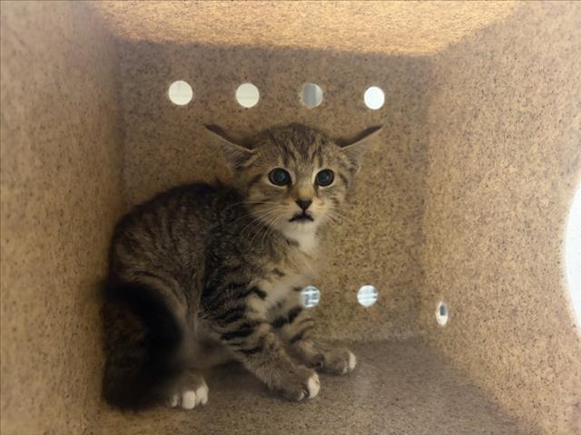 Shelter Stray Unknown Cat last seen GUESS RD, ROUGEMONT, NC, Chapel Hill, NC 27510