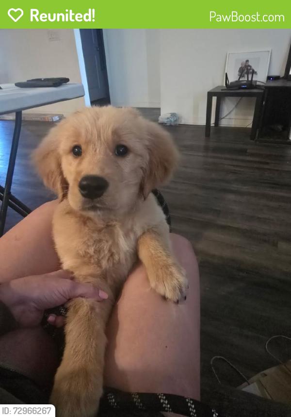 Reunited Male Dog last seen Near Seville Ave, Highland, CA 92346, USA, Highland, CA 92346
